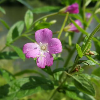 Ekstrakt z liści Epilobium parviflorum